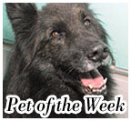 Pet of the Week